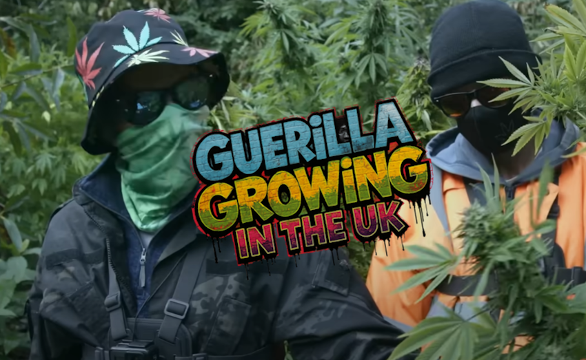 Guerilla Growing – Growing Cannabis outdoors in the UK