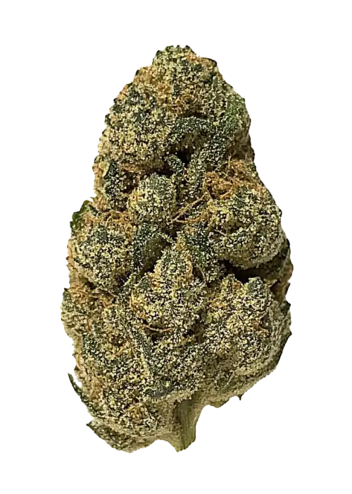 Critical Plus Auto Cannabis Seeds
