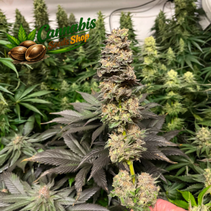 Banana Kush Cannabis Seeds