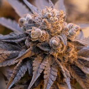 Black Cherry Auto Cannabis Seeds
