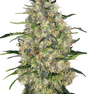 Black-Domina-Cannabis-Seeds