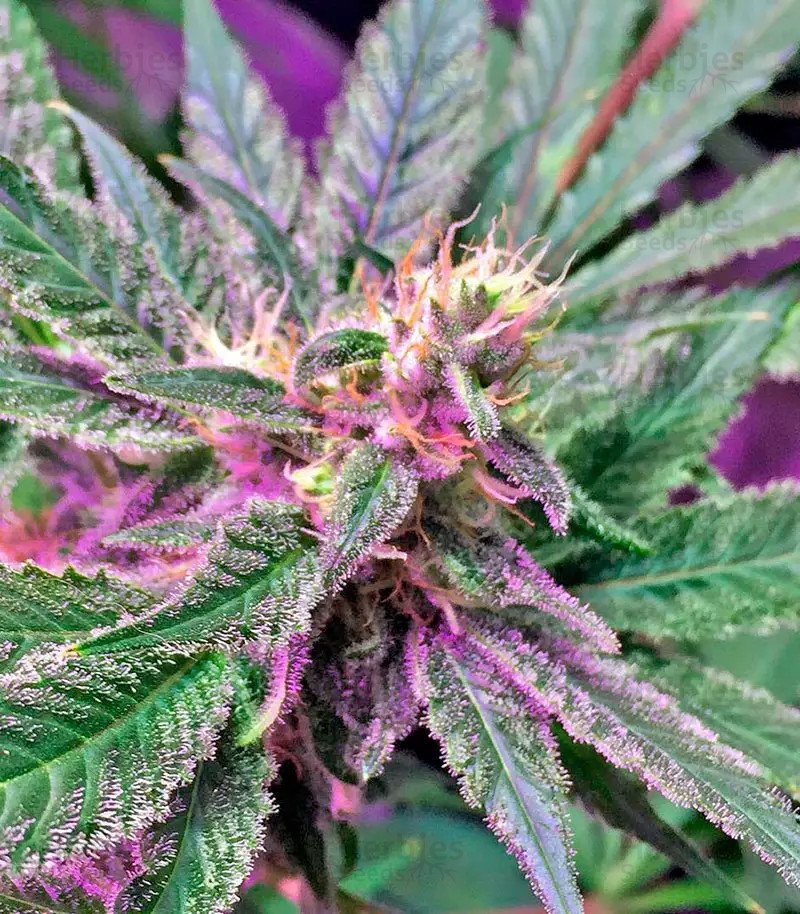 Black Domina x Afghan Kush Auto Cannabis Seeds