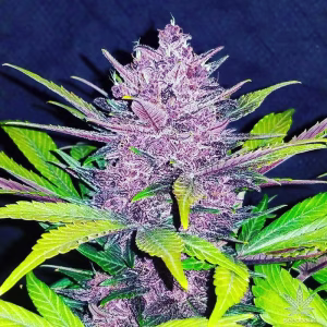 Blackberry Kush Cannabis Seeds