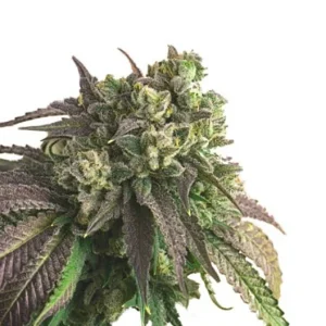 Buy-Critical-Plus-seeds