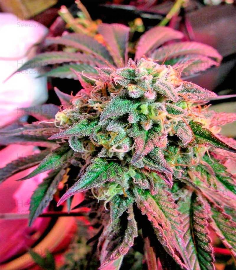 Cherry Pie Cannabis Seeds