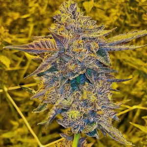 Ice Cream Cake Cannabis Seeds