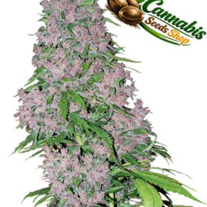 Purple Bud Cannabis Seeds
