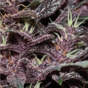 Purple Kush Auto Cannabis Seeds