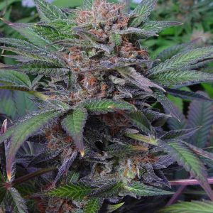 Somango Auto Cannabis Seeds