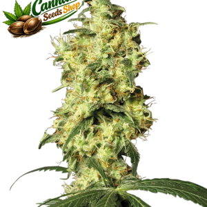 White Widow Auto Cannabis Seeds