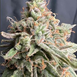 Zookies Auto Cannabis Seeds