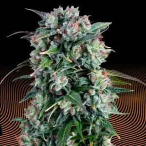 Creme Brulee Auto Cannabis Seeds