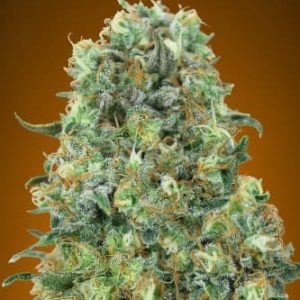 critical-mass