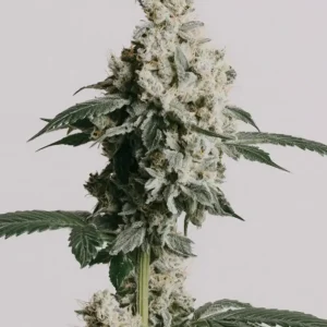 White Rhino Cannabis Seeds